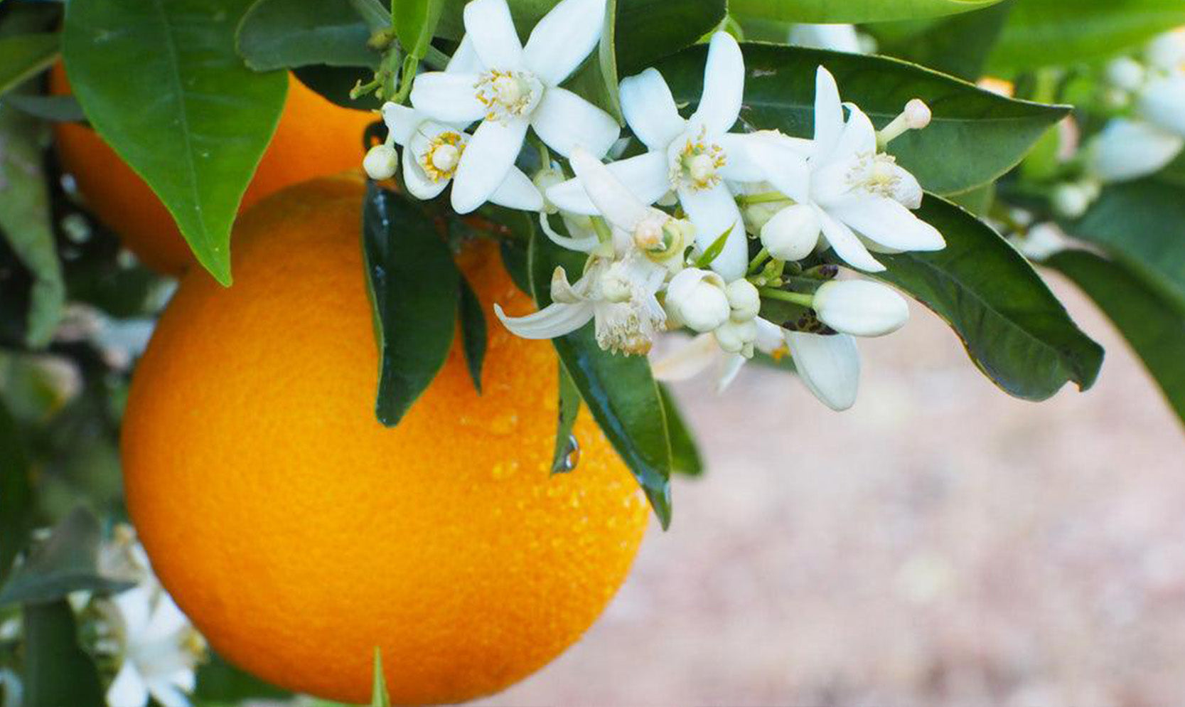 Naturals together | A la découverte de la fleur d'oranger du Maroc